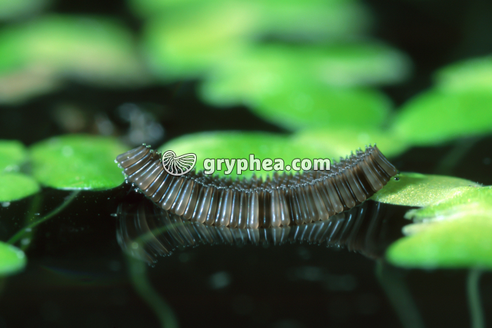 Moustique - Oeufs flottant à la surface de l'eau (nacelle) - gryphea.com